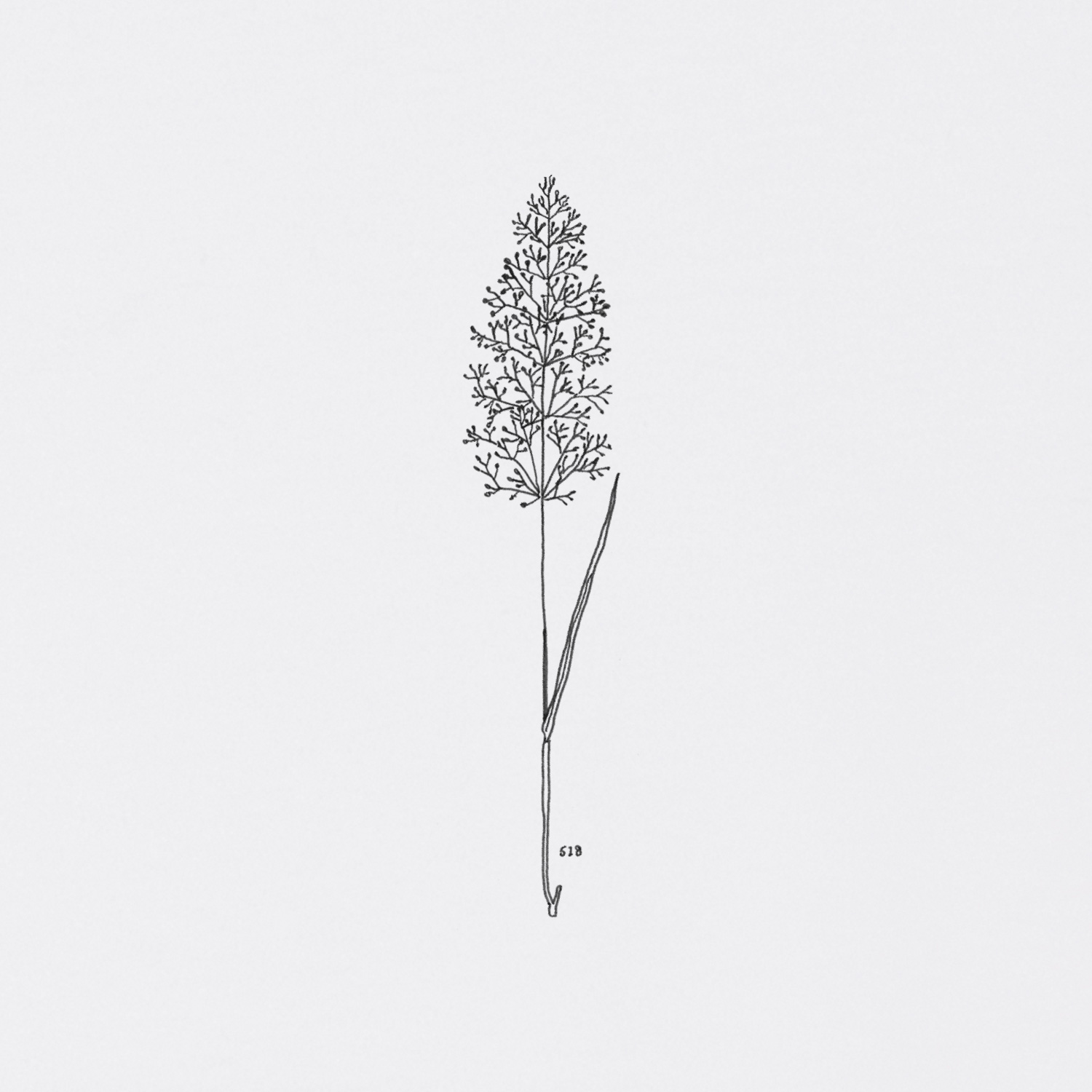 Detail of a black print on front of a white t-shirt showing an illustration of a gras called „Rotes Straußgras“.